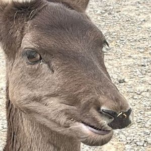 Meet your Posher, Roger